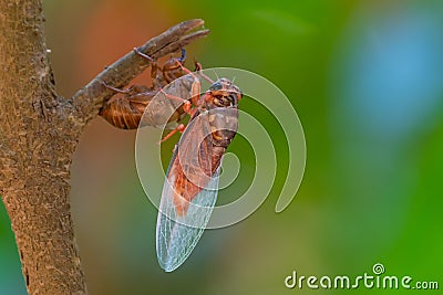 Cicada sloughing off its gold shell Stock Photo