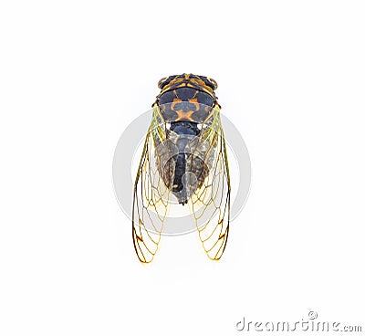 Cicada Wing Skeletal Structure Stock Photo
