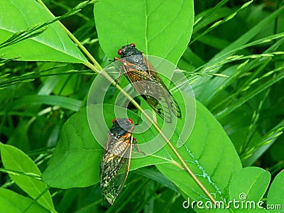 Cicadas A Stock Photo