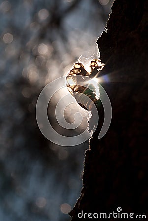 Cicadas 04: Top one Stock Photo