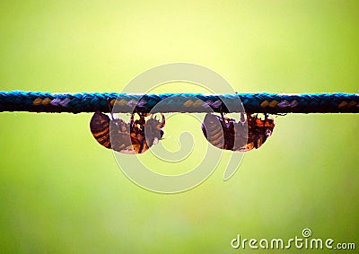 Cicadas Stock Photo