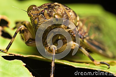 Cicadas Stock Photo