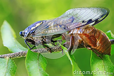 A cicadas is being moulting. Stock Photo