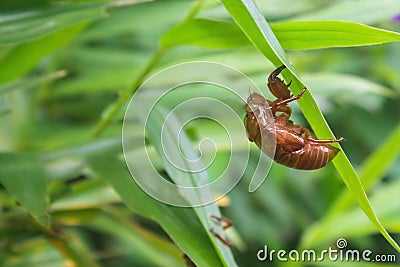 Cicadas creeping behind green leaves Stock Photo