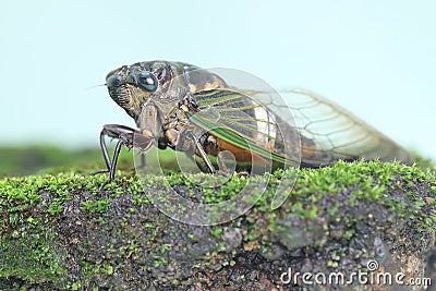 A cicadas Hemiptera: Cicadidae is resting. Stock Photo