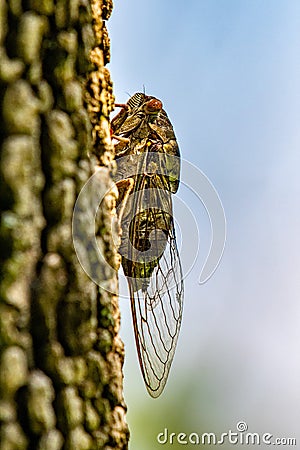 Cicadas Insecta: Hemiptera: Cicadidae Stock Photo