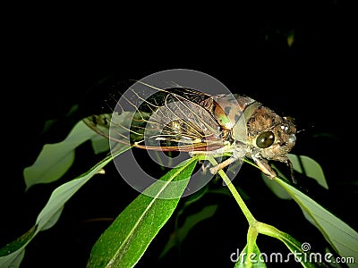 cicadas on the leaves at night Stock Photo