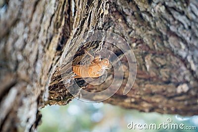 Cicadas molting on the tree. Stock Photo