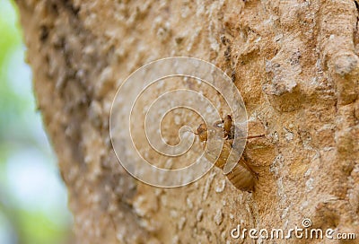 Cicadas moulting on a tree bark. Stock Photo