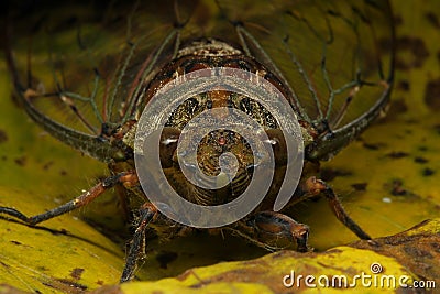 Cicadas Stock Photo