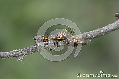 Three Cicadas On Thin Branch 3 - Magicicada Stock Photo