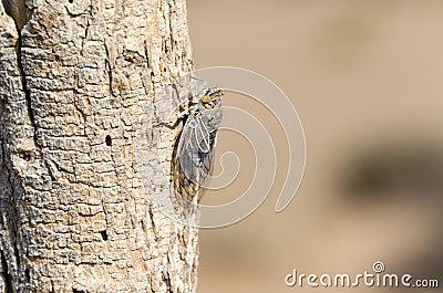 Cicade with transparant, glass-like wings and yellow-brown eyes sitting on a tree Stock Photo