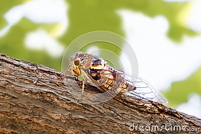 Cicadidae insect. Singing cicada. Cicadoidea insect. Eukaryota Animalia Arthropoda Tracheata Hexapoda Insecta Insecta Stock Photo