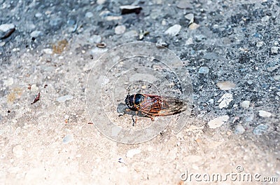 Cicadidae Stock Photo