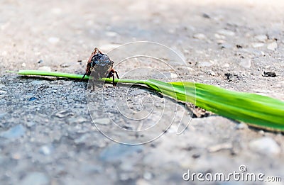 Cicadidae Stock Photo