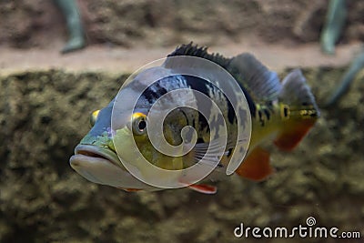 Cichla ocellaris, Peacock Bass. Exotic fish in aquarium Stock Photo