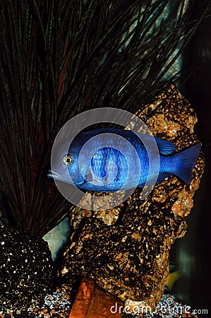 Cichlid fish in aquarium Stock Photo