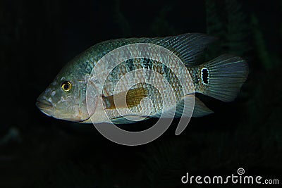 CICHLIDE cichla ocellaris Stock Photo