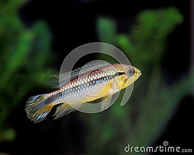 CICHLIDE NAIN BRILLANT nannacara anomala Stock Photo