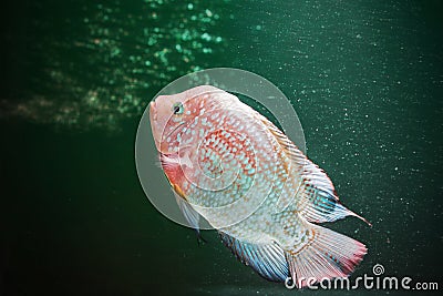 Cichlids Stock Photo