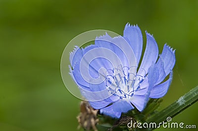 Cichorium intybus Stock Photo