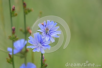 Cichorium intybus Stock Photo