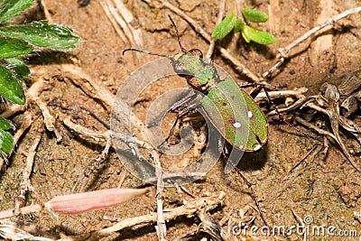 Cicindela campestris Stock Photo