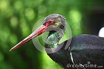 Ciconia nigra Stock Photo