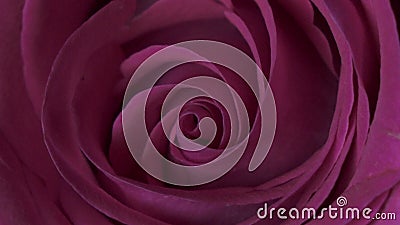 Cierre de Rose Flower encima del fondo Primer rojo oscuro hermoso de Rose Símbolo del amor Diseño de Valentine Card HD 1080p almacen de video Cierre de Rose Flower encima del fondo Primer rojo oscuro hermoso de Rose Símbolo del amor Diseño de Valentine Card HD 1080p almacen de video