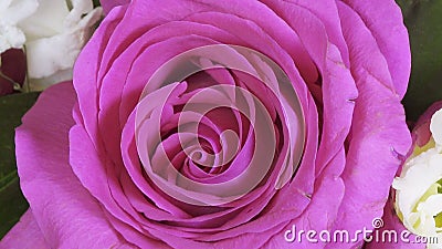 Cierre de Rose Flower encima del fondo Primer rojo oscuro hermoso de Rose Símbolo del amor Diseño de Valentine Card HD 1080p almacen de metraje de vídeo Cierre de Rose Flower encima del fondo Primer rojo oscuro hermoso de Rose Símbolo del amor Diseño de Valentine Card HD 1080p almacen de metraje de vídeo