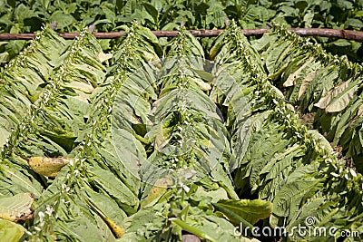 Cigar leaves drying on a plantation in Cuba, Vinal Stock Photo