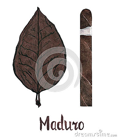 Cigar maduro wrapper leaf color type Cartoon Illustration
