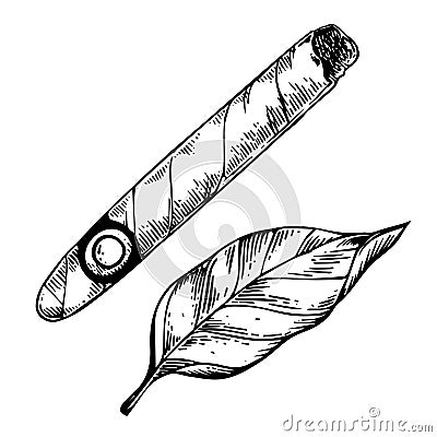 Cigar and tobacco leaf engraving vector Vector Illustration