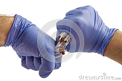 Cigarette with gloved hands Stock Photo