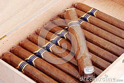 Cigars in a humidor Stock Photo