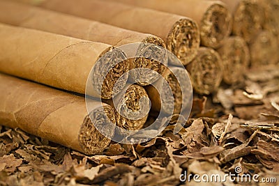 Cigars on Tobacco Stock Photo