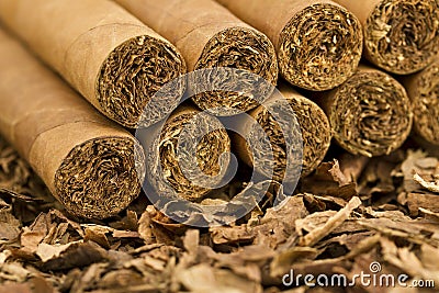 Cigars on Tobacco Stock Photo