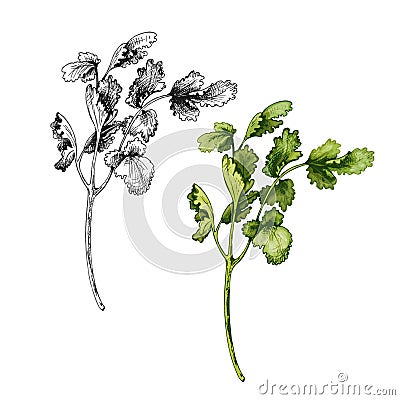 Cilantro branches and leaves. Vector color vintage hatching illustration isolated Vector Illustration