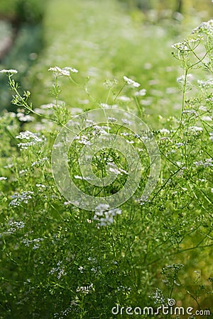 Cilantro is an herb from the apiaceae family. It's known for its fragrant leaves and seeds Stock Photo