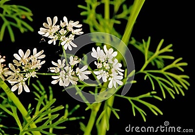 Cilantro flowers and leaves Stock Photo