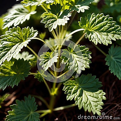 cilantro, fresh herbs leaves seasoning for cooking ingredient Stock Photo