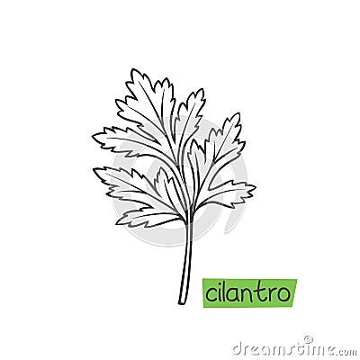 Cilantro hand drawn Vector Illustration