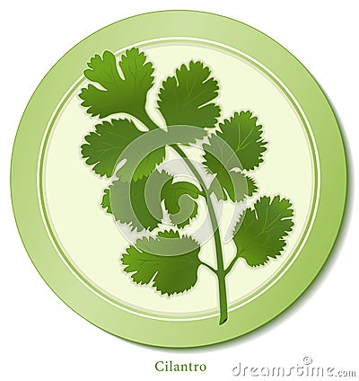 Cilantro Herb Vector Illustration