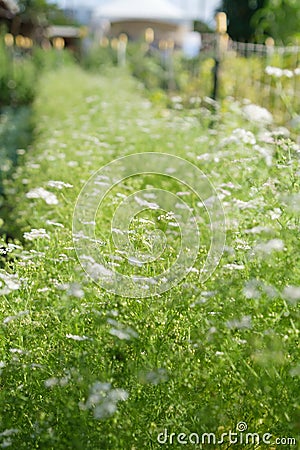 Cilantro is an herb from the apiaceae family. It's known for its fragrant leaves and seeds Stock Photo