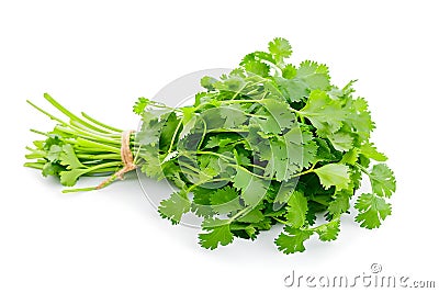 Cilantro isolated on a white background. Isolation Stock Photo