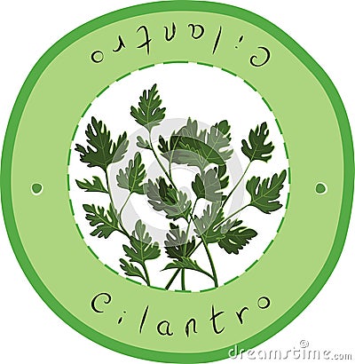 Cilantro Vector Illustration