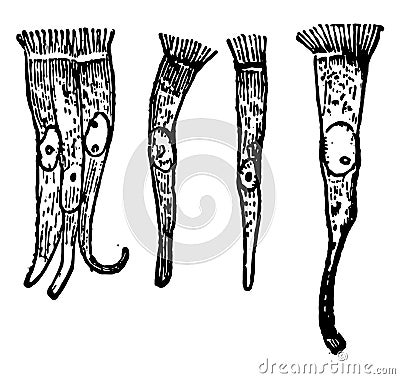 Ciliated Cells, vintage illustration Vector Illustration