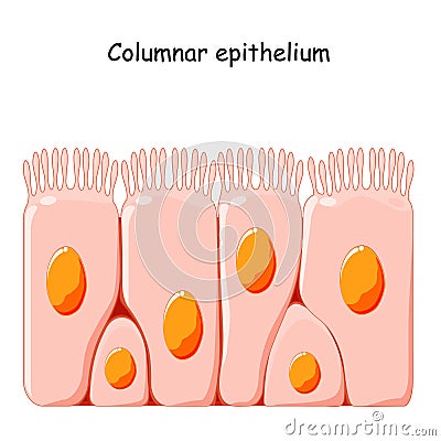 Ciliated columnar epithelium Vector Illustration