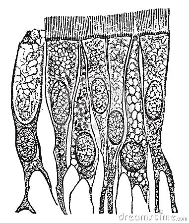 Ciliated epithelium cells from the tracheawindpipe, vintage engraving Vector Illustration