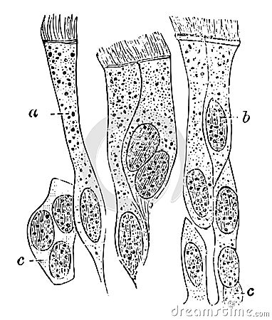 Ciliated Epithelium, vintage illustration Vector Illustration